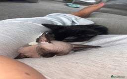 Sphynx cats for sale: Dobby… the dream sphynx kitten - Image 4
