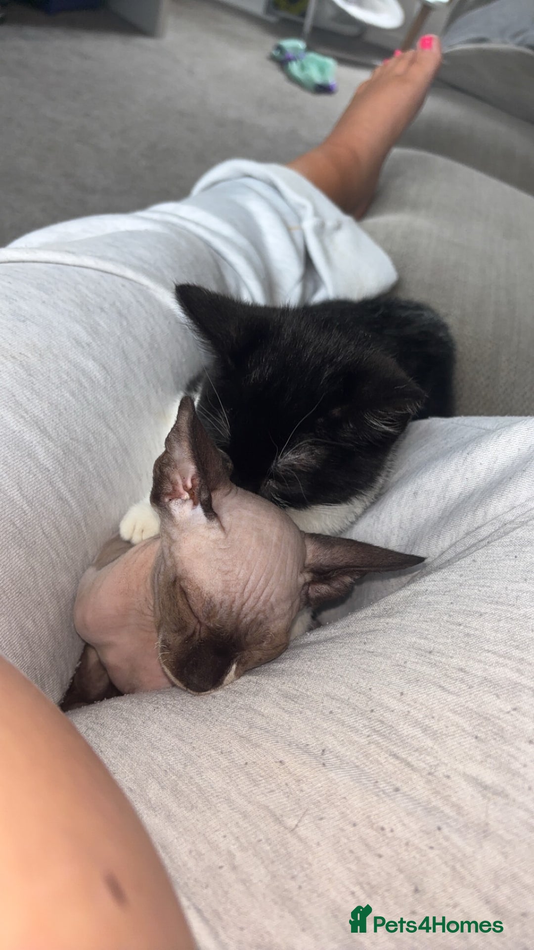 Sphynx cats for sale: Dobby… the dream sphynx kitten - Image 4