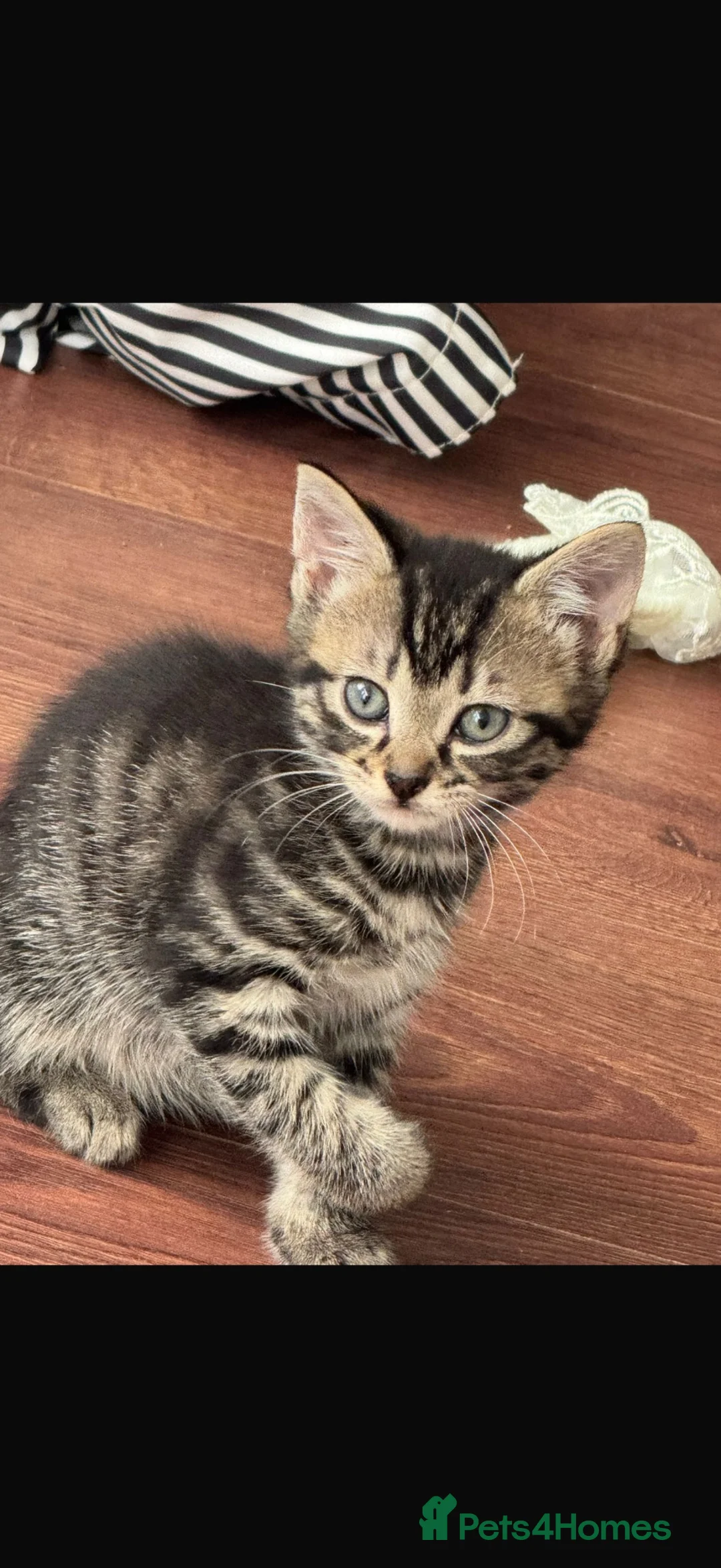 Mixed Breed cats for sale: X2 male kittens - Advert 2