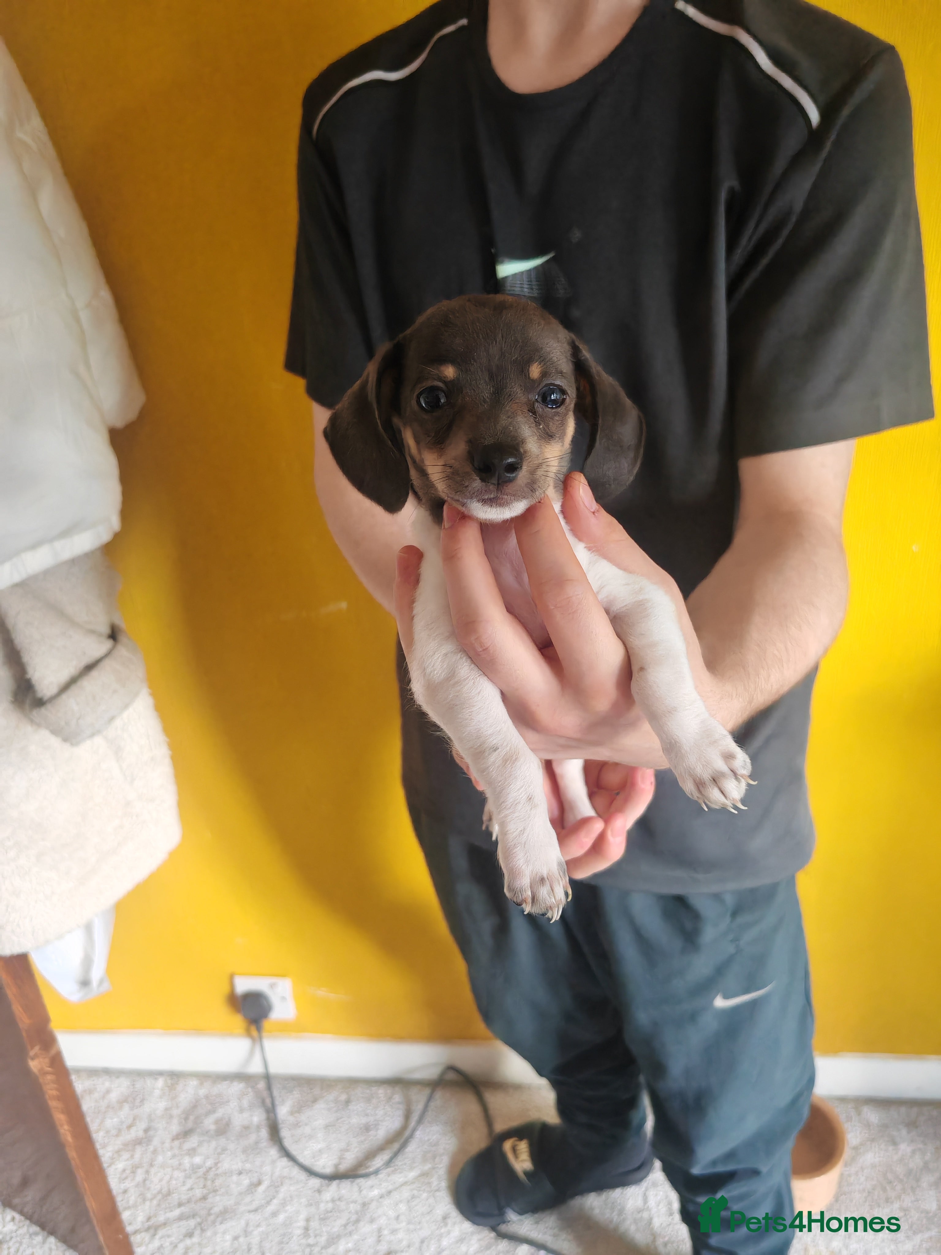 Chiweenie dogs for sale: Chiweenies  - Advert 15