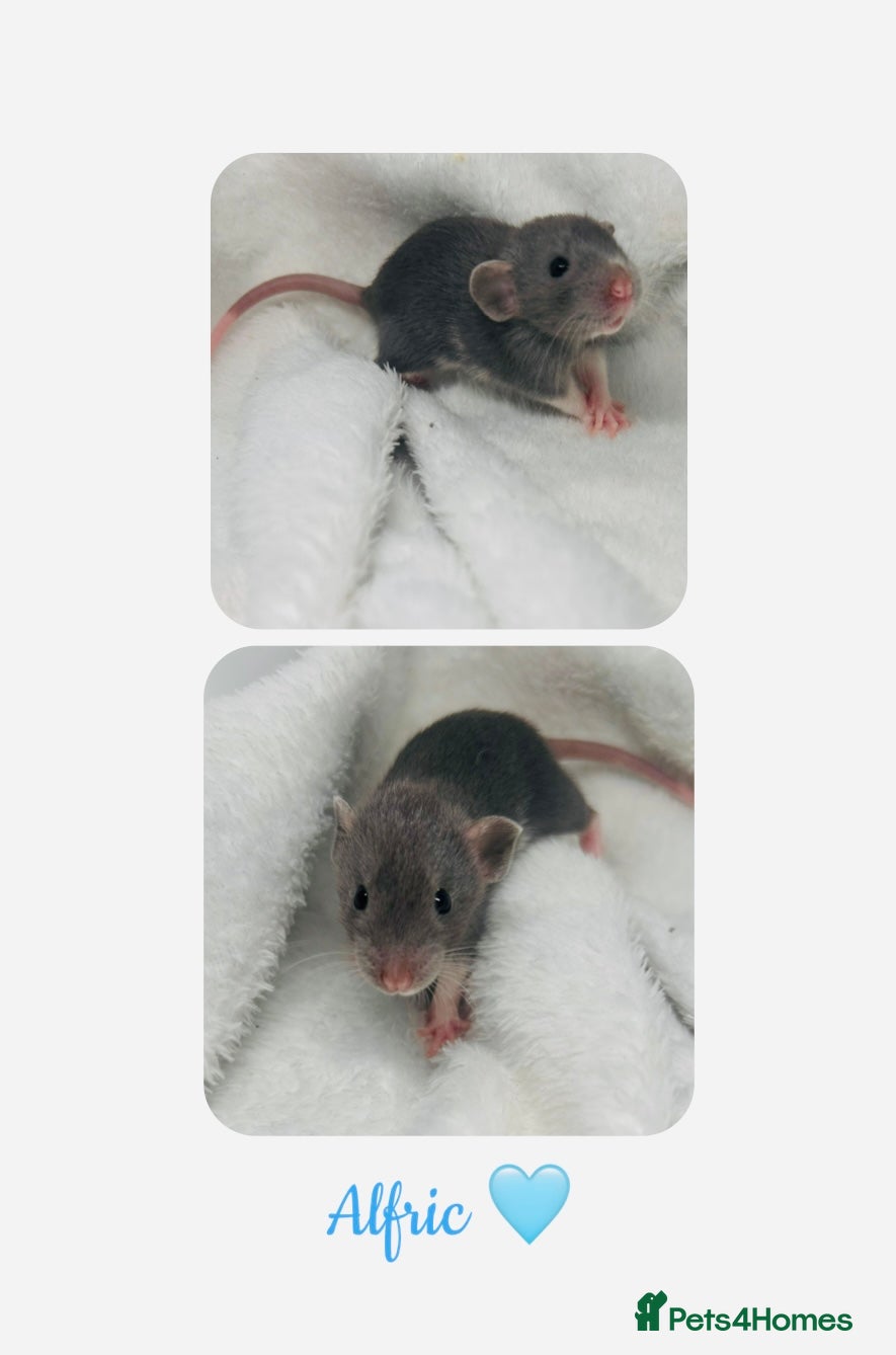 Rat rodents Beautiful Baby Rats  - Advert 10