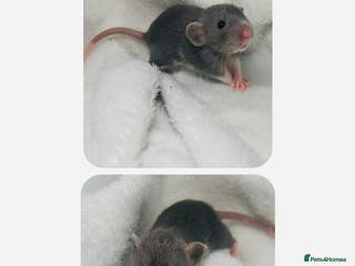 Rat rodents Beautiful Baby Rats - Advert 10