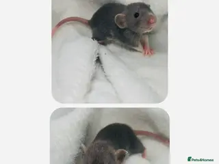 Rat rodents Beautiful Baby Rats - Advert 11