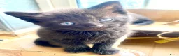Mixed Breed cats for sale: 6 very sweet Kitties - Advert 6