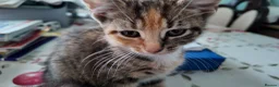 Mixed Breed cats for sale: 🐱 3 Beautiful Friendly Tabby Kittens in Milton Keynes - Advert 4