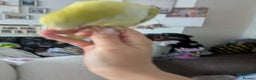 Parakeets birds for sale: Males and females DNA tested Quaker parrots babies - Advert 19