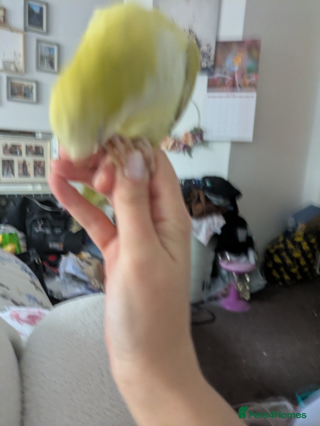 Parakeets birds for sale: Males and females DNA tested Quaker parrots babies - Advert 19