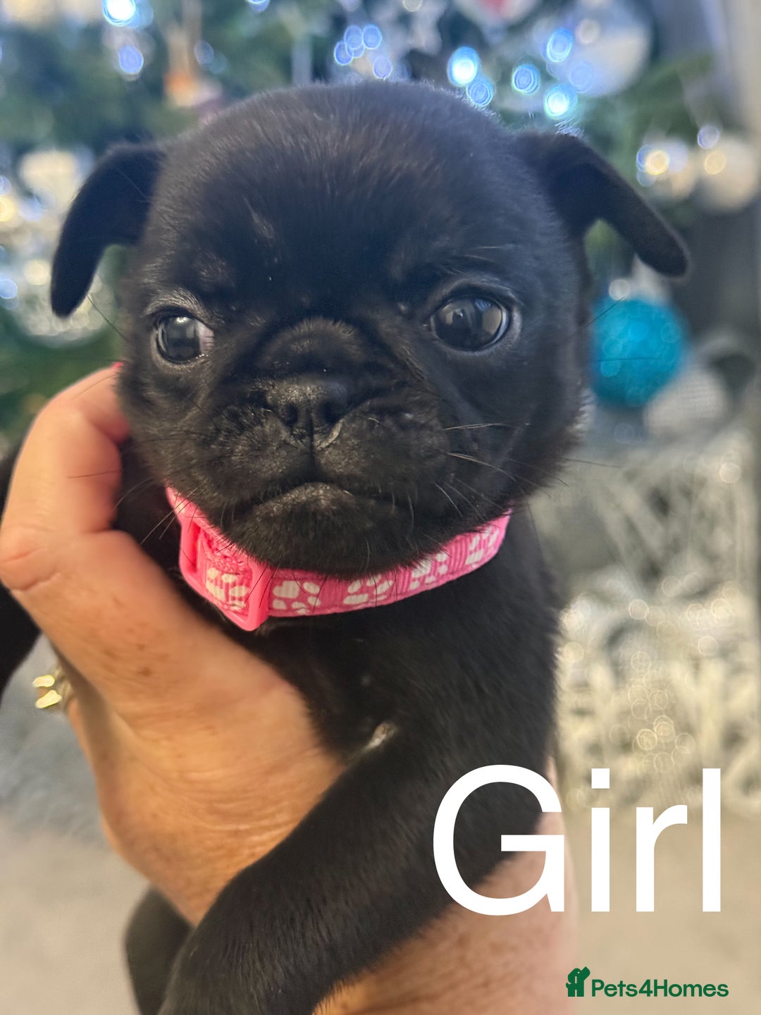 Mixed Breed dogs for sale: Chug/frug puppies for sale - Advert 4