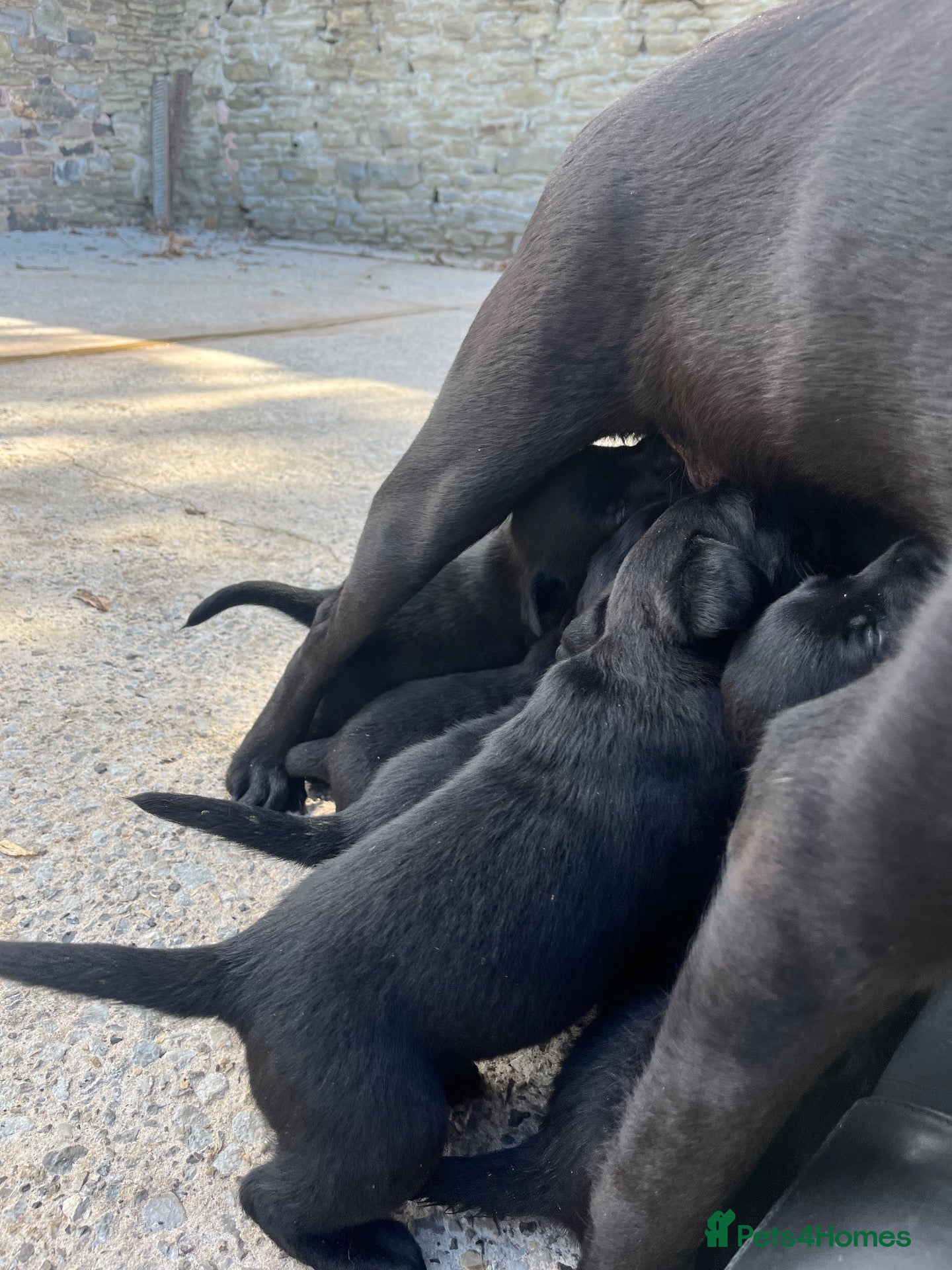 Labrador Retriever dogs for sale: Quality KC Reg Black Labrador Puppies, Ready Now - Advert 2