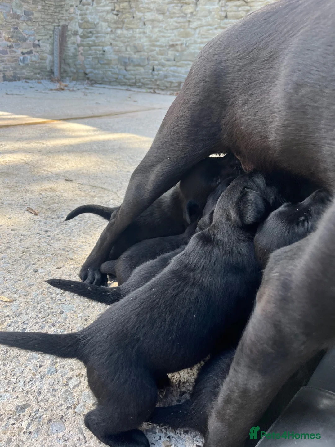 Labrador Retriever dogs for sale: Quality KC Reg Black Labrador Puppies, Ready Now in Dronfield - Advert 2