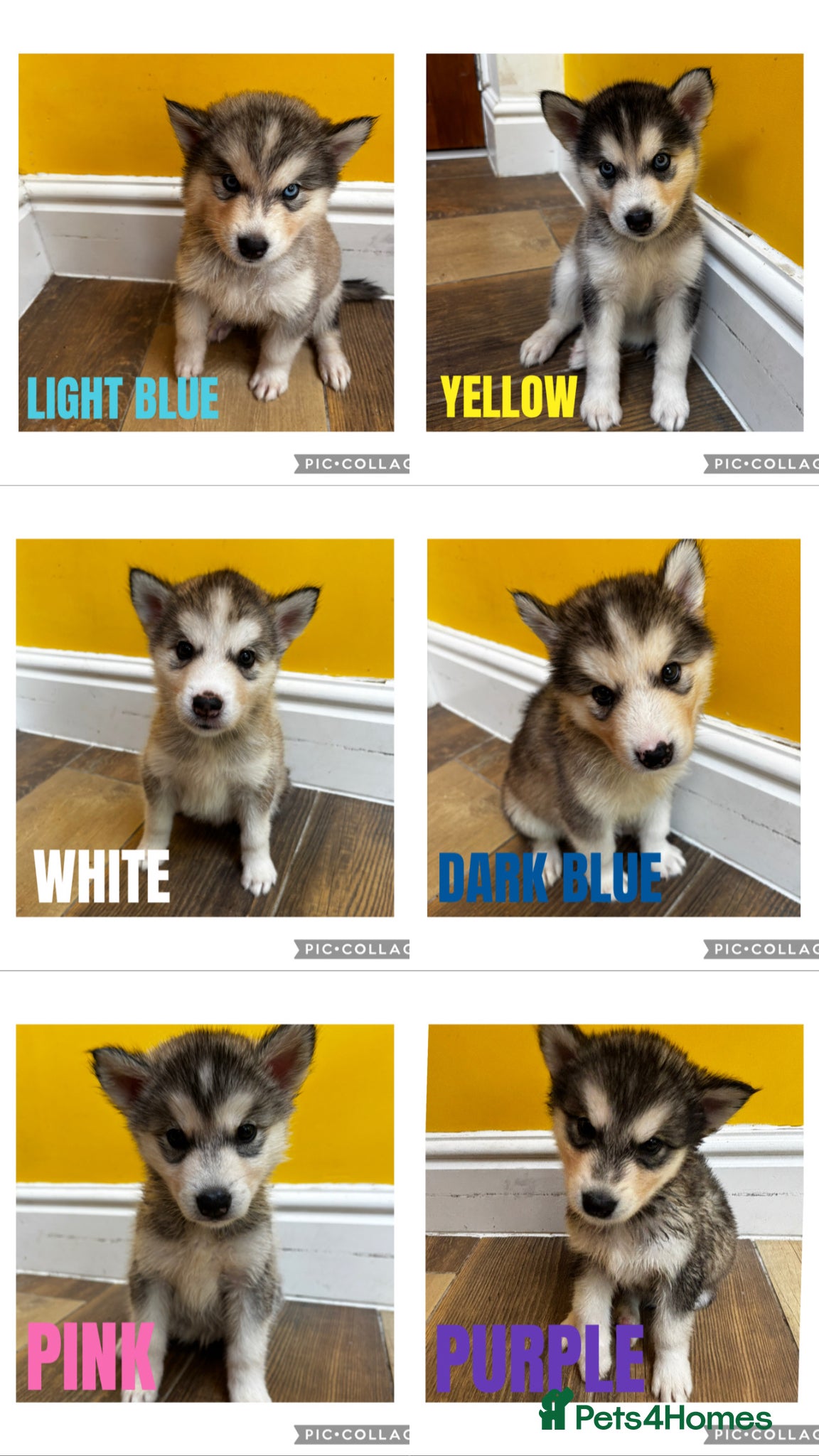 Utonagan dogs Husky x Malamute puppies - Advert 5