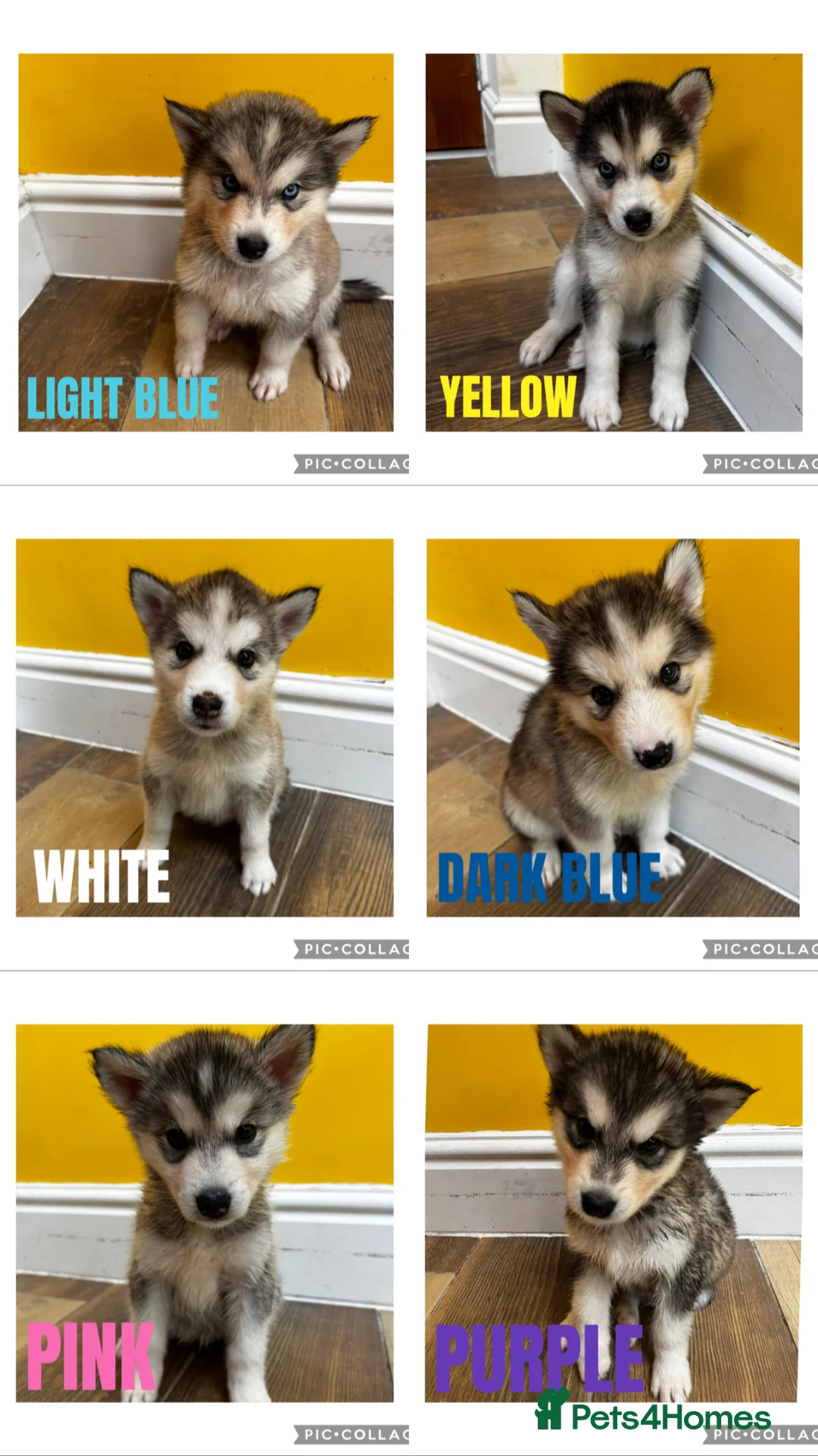 Utonagan dogs for sale: Husky x Malamute puppies - Advert 1