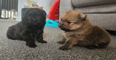 Pomeranian dogs - Advert 1