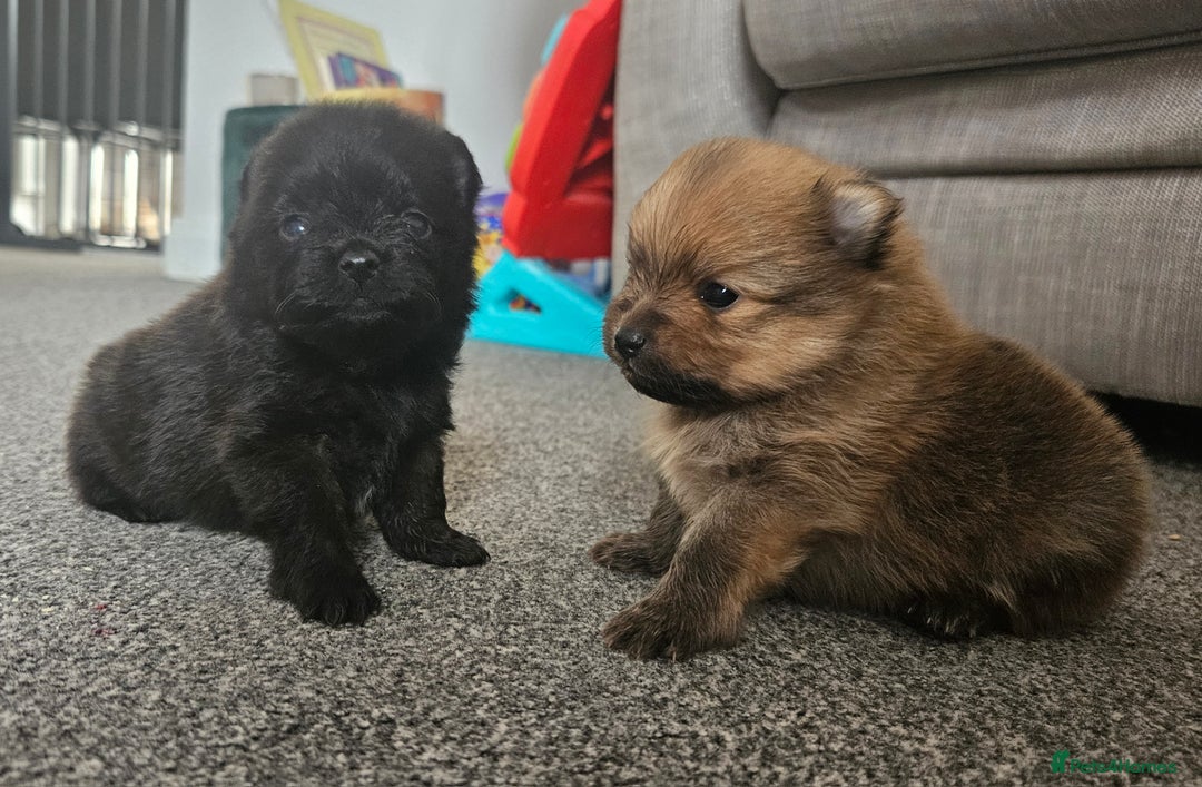 Pomeranian dogs for sale: Beautiful teddy like pomeranians - Image 2