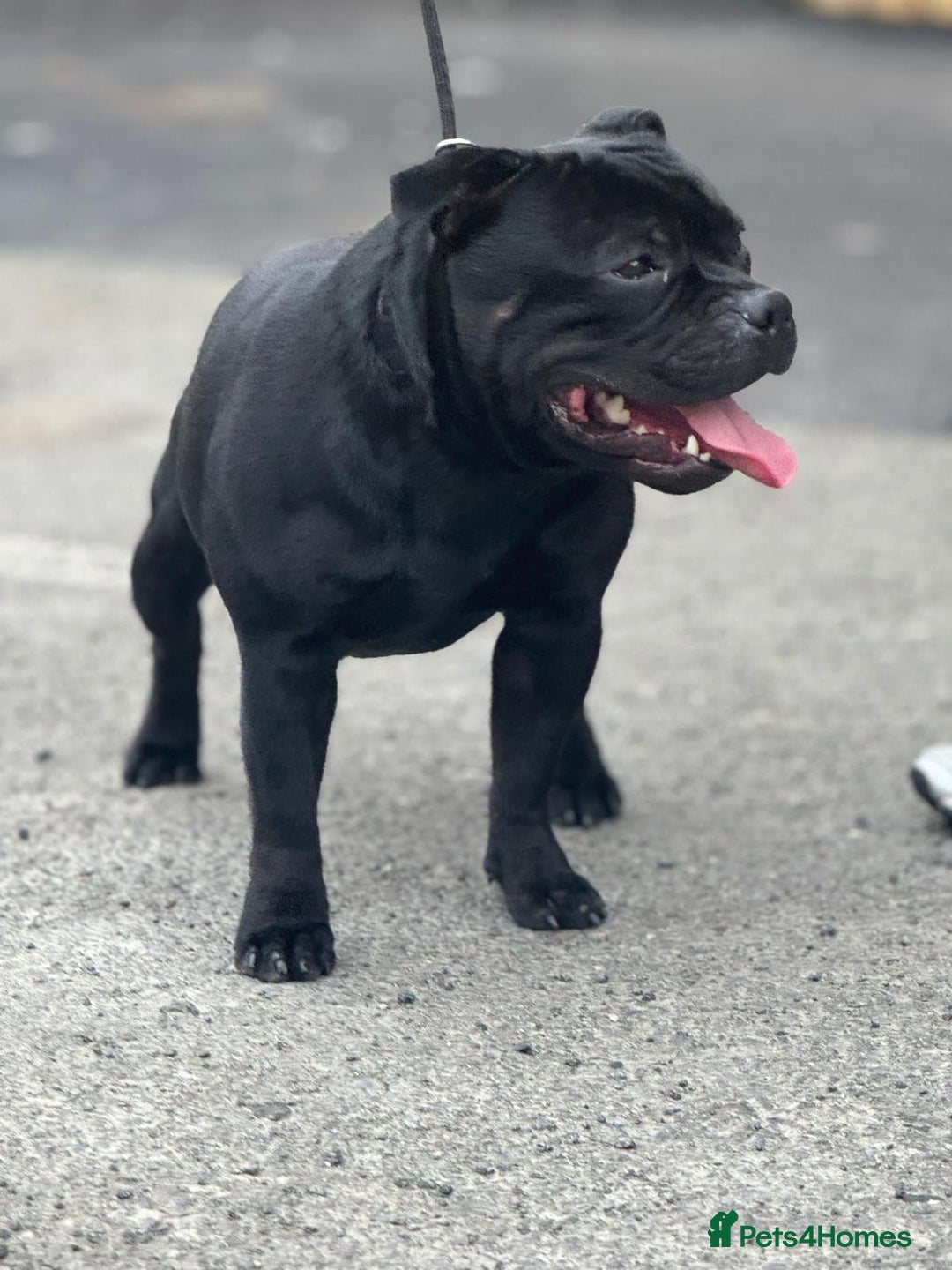 Staffordshire Bull Terrier dogs for sale: Unreal black Staffordshire bull terrier pups avail - Advert 10