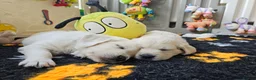 Golden Retriever dogs for sale: Outstanding Kc registered Golden Retriever puppies - Advert 14