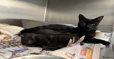 Mixed Breed cats - Advert 10