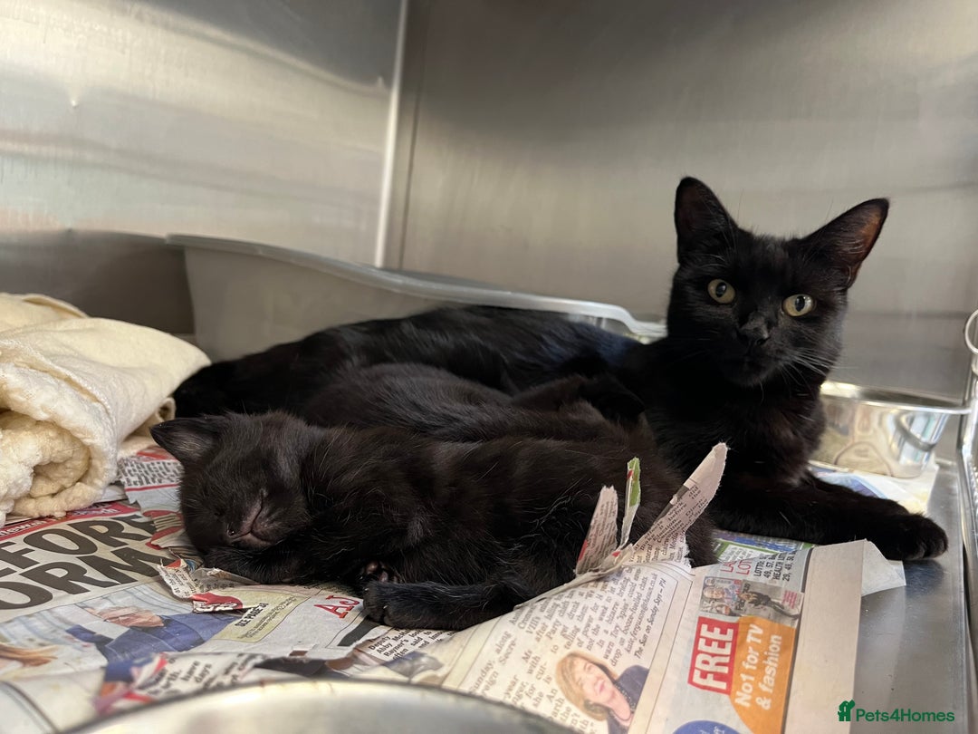 Mixed Breed cats for sale: Male black kitten - ready now - Image 2