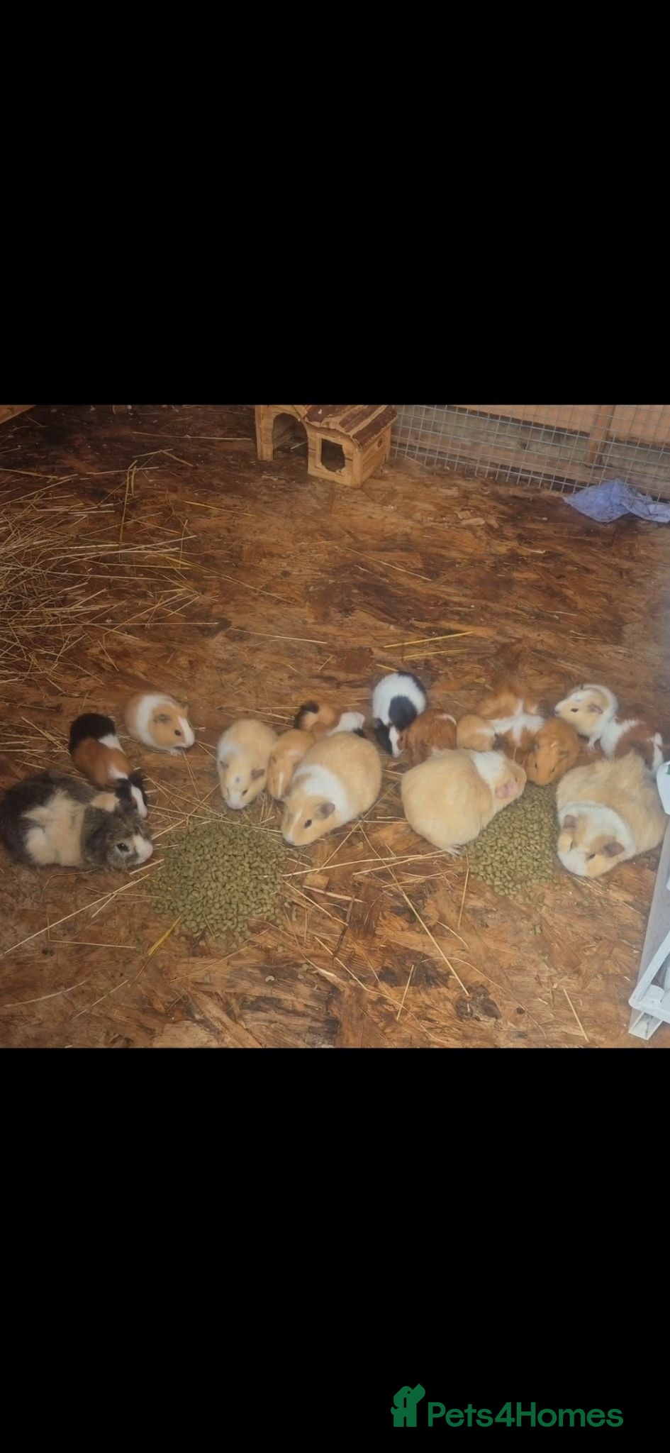 Guinea Pig rodents Mixed age Male guinea-pigs  - Advert 4