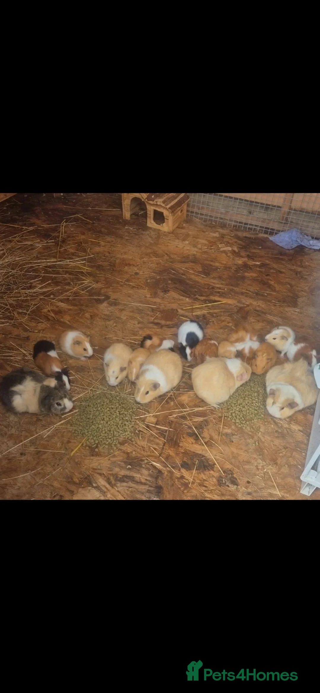Guinea Pig rodents for sale: Mixed age Male guinea-pigs  - Advert 1