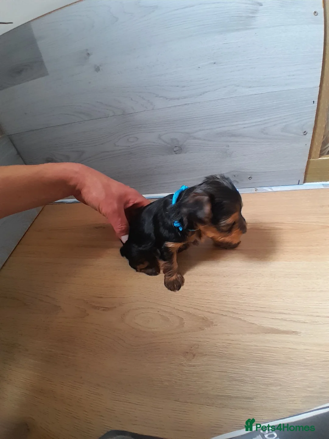 Yorkshire Terrier dogs for sale: Beautiful puppies - Advert 2