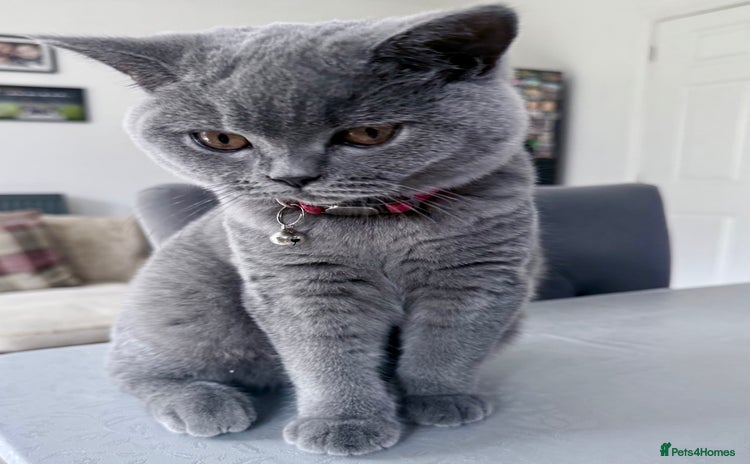 British Shorthair cats British Blue Short Hair Pedigree Champion  - Advert 4