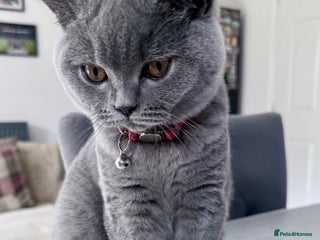 British Shorthair cats British Blue Short Hair Pedigree Champion - Advert 1