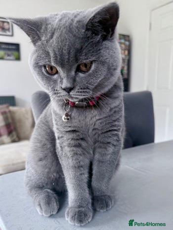 British Shorthair cats British Blue Short Hair Pedigree Champion - Advert 1