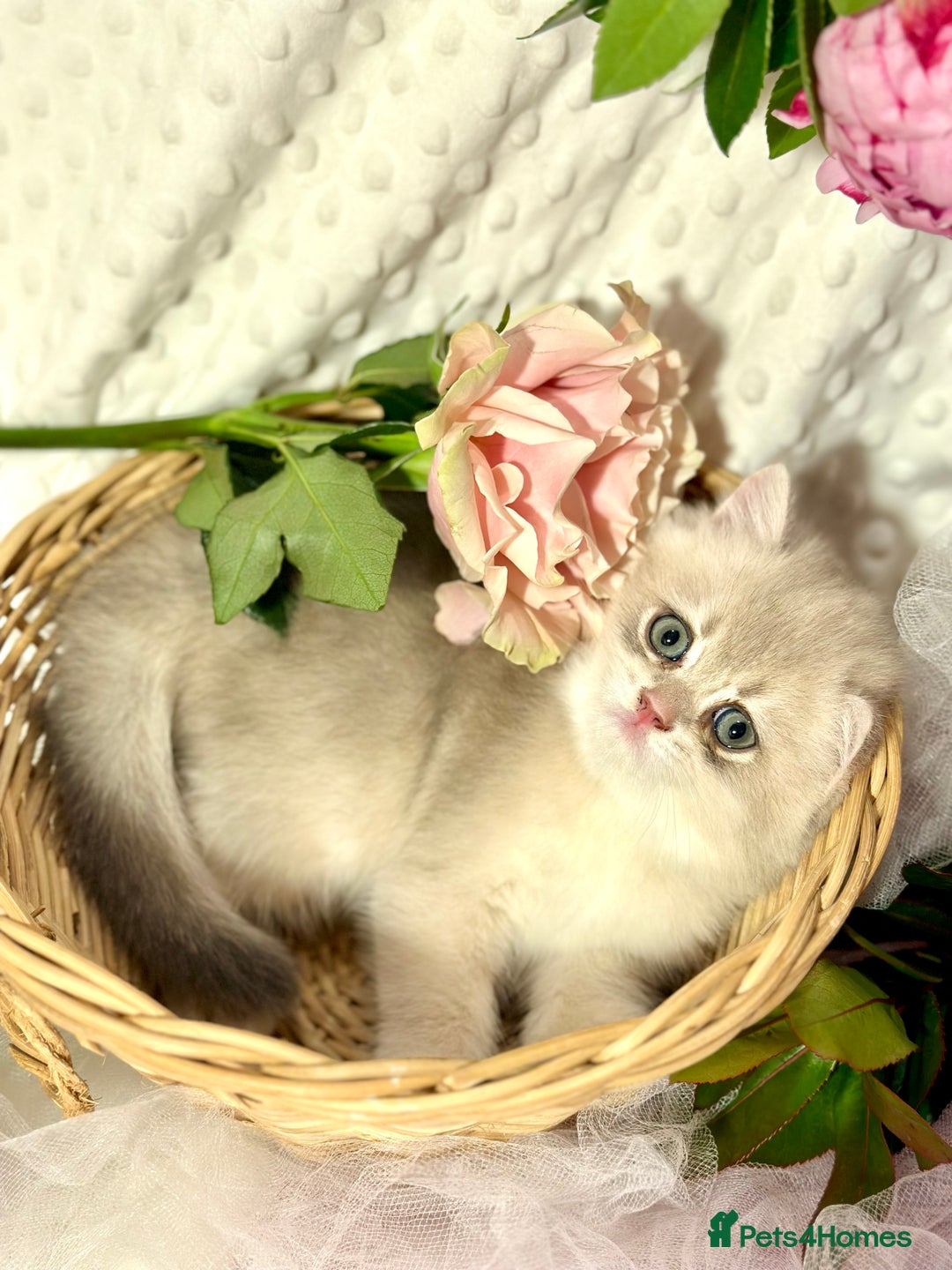 British Shorthair cats for sale: Two Blue Gold Boys  - Advert 9