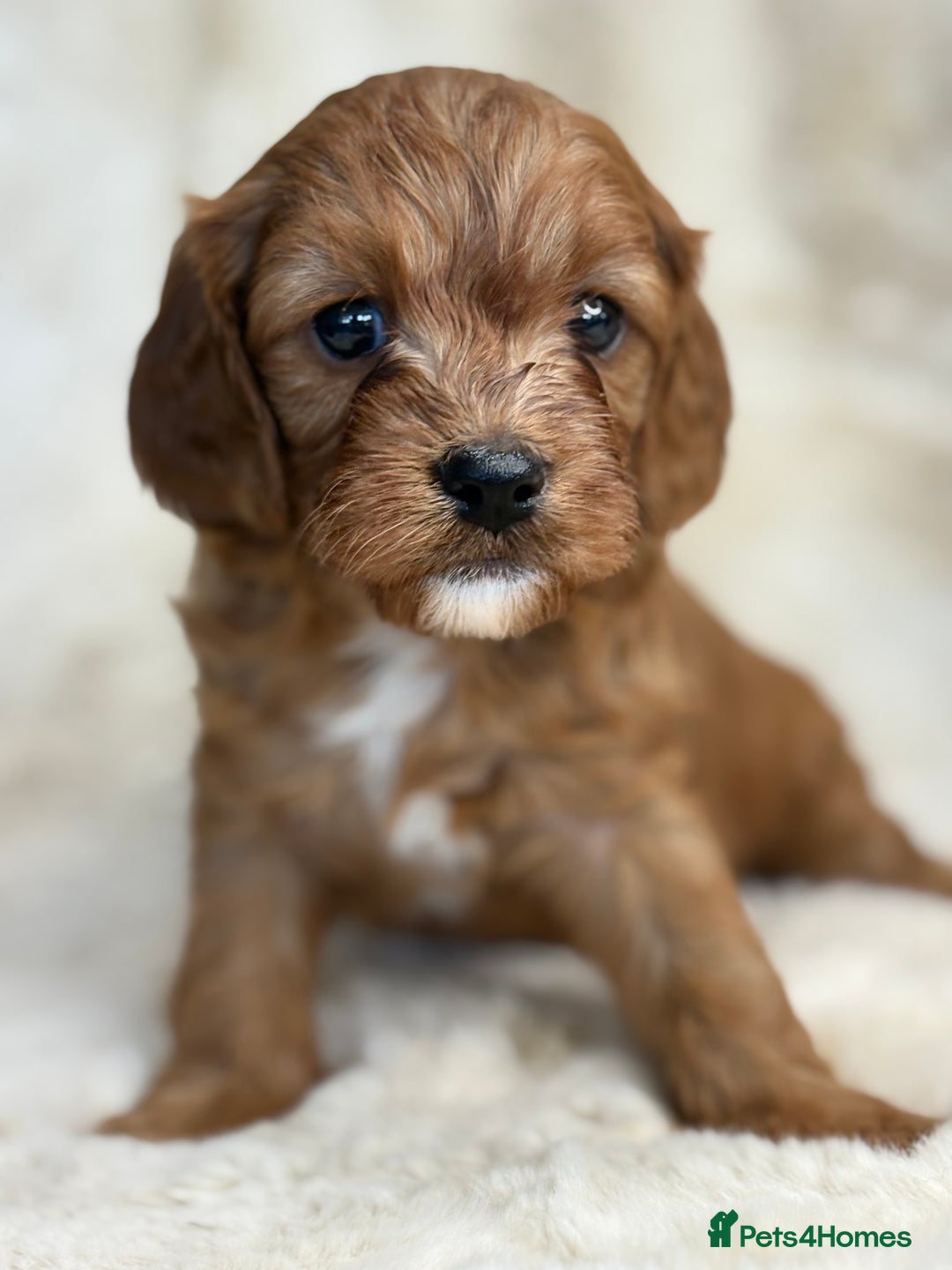 Cavapoo dogs for sale: Stunning health tested Cavapoo puppies - Image 19