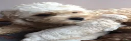 Cavachon dogs for sale: ⭐️ Outstanding Cavachon Puppies ⭐️ in Southampton - Advert 3