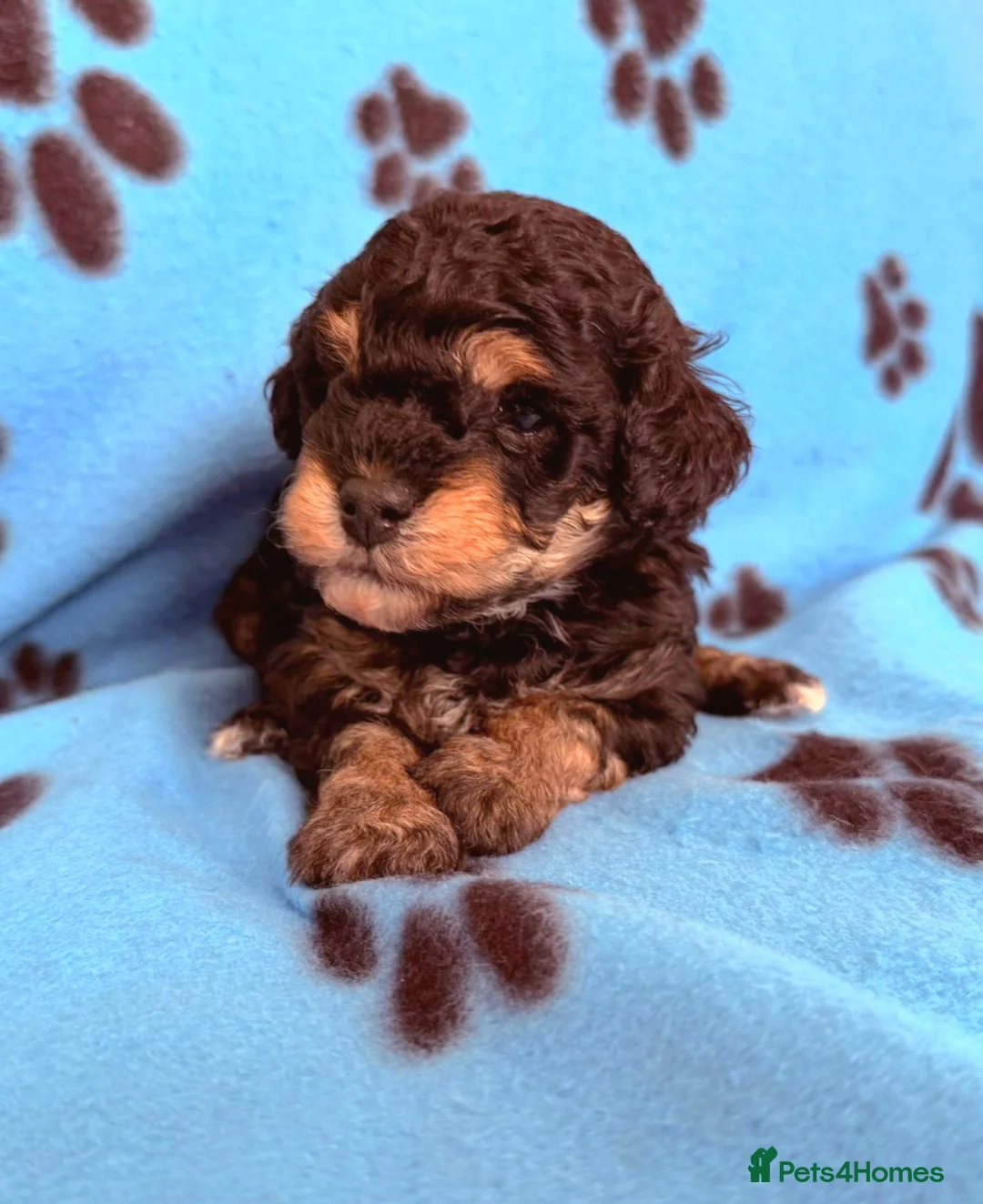 Toy Poodle dogs for sale: Beautiful Phantom Toy Poodle's!🧸😍 KC registered - Advert 2