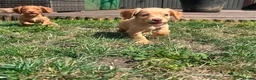 Cocker Spaniel dogs for sale: Gorgeous cocker spaniel puppies - Advert 3