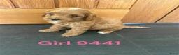 Cavapoo dogs for sale: Cavapoo pups F1 reds parent's DNA TESTED  - Advert 9