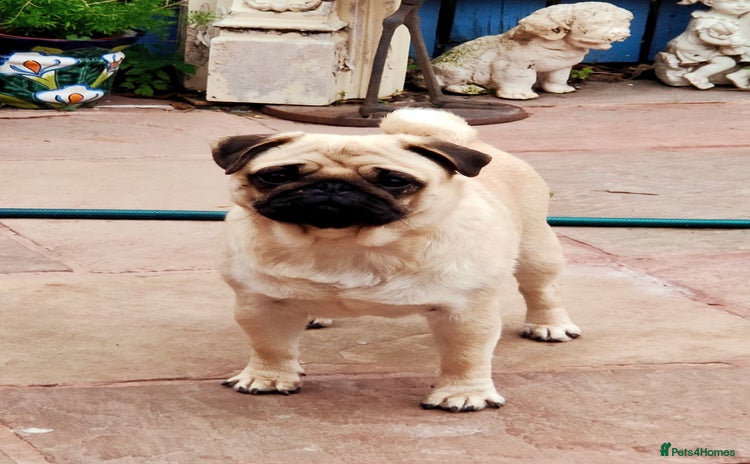 Pug dogs - Advert 1