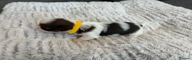 Yellow girl 
