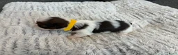 Shih Tzu dogs for sale: Karashishi Full KC imperial Shih-Tzu pups for sale - Advert 9