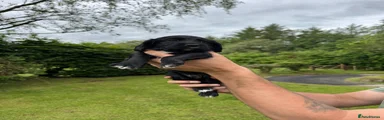Cocker Spaniel 1