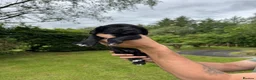 Cocker Spaniel dogs for sale: Working Cocker Puppies for sale - Advert 2