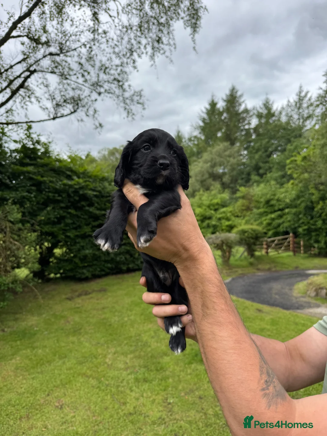 Cocker Spaniel dogs for sale: Working Cocker Puppies for sale - Advert 2