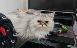 Persian cats for sale: 2x Persian female cats - Image 3