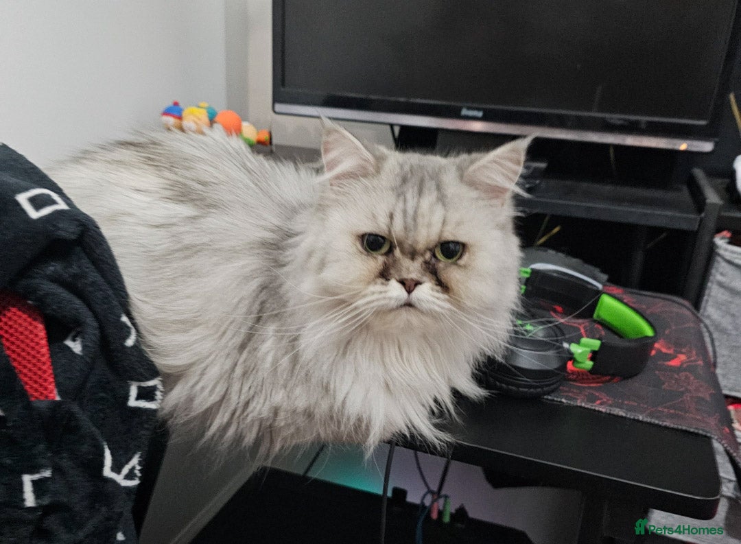 Persian cats for sale: 2x Persian female cats - Image 3