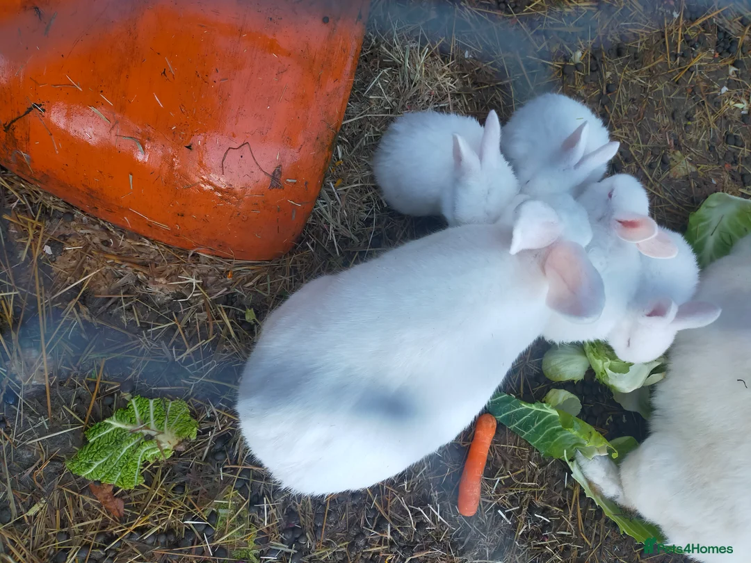New Zealand rabbits for sale: New Zealand White baby rabbits  - Advert 2