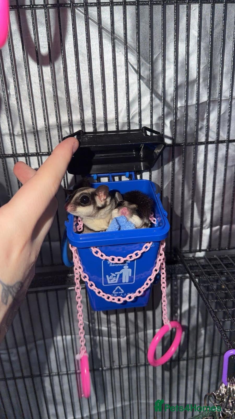 Sugar Glider rodents Sugar gliders - Advert 1