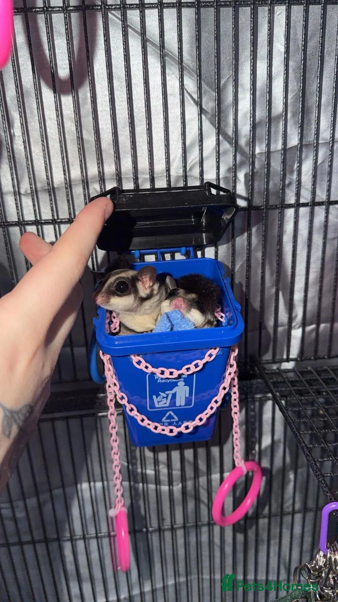 Sugar Glider rodents for sale: Sugar gliders in Burry Port - Advert 1