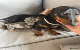 Dachshund dogs for sale: Dachshund Puppys miniature - Image 7