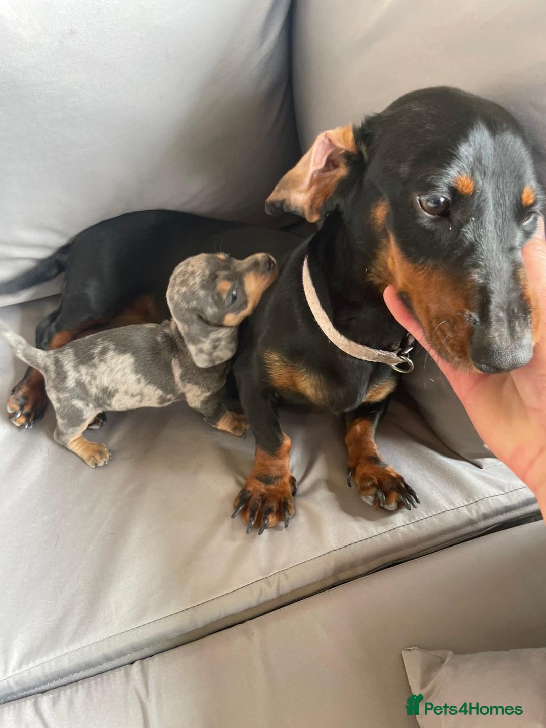 Dachshund dogs for sale: Dachshund Puppys miniature - Image 7