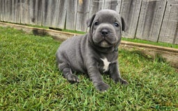 Staffordshire Bull Terrier dogs for sale: Affectionate perfect Blue staffy pups - Image 7
