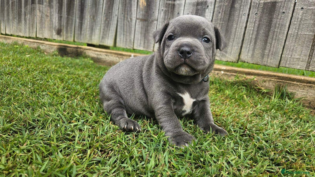 Staffordshire Bull Terrier dogs for sale: Affectionate perfect Blue staffy pups - Image 7