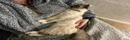 Ragdoll cats for sale: Loving Seal Point Ragdoll Looking For a New Home - Advert 8